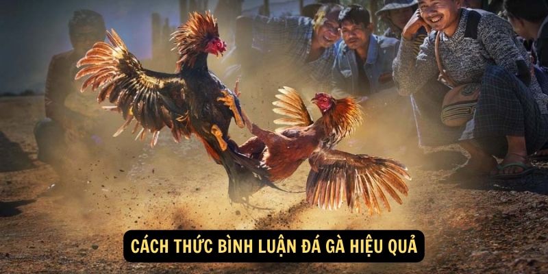 Cách thức bình luận đá gà hiệu quả