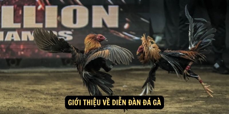 Giới thiệu về diễn đàn đá gà