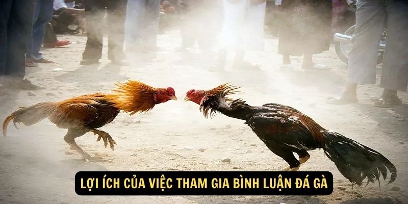 Lợi ích của việc tham gia bình luận đá gà