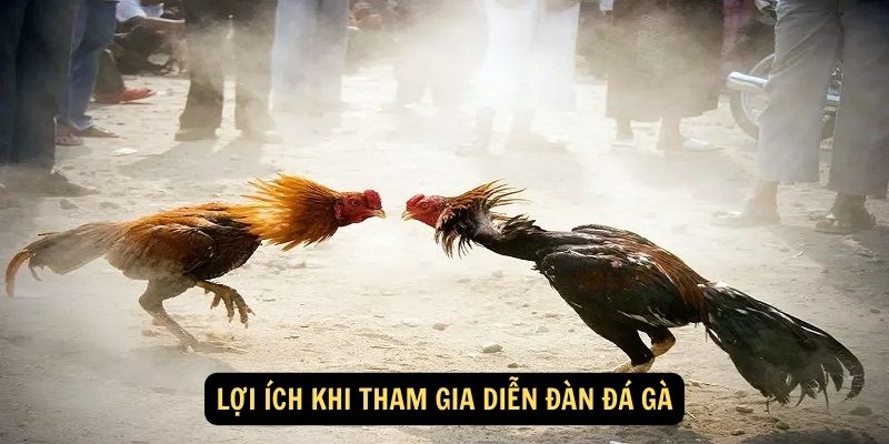 Lợi ích khi tham gia diễn đàn đá gà